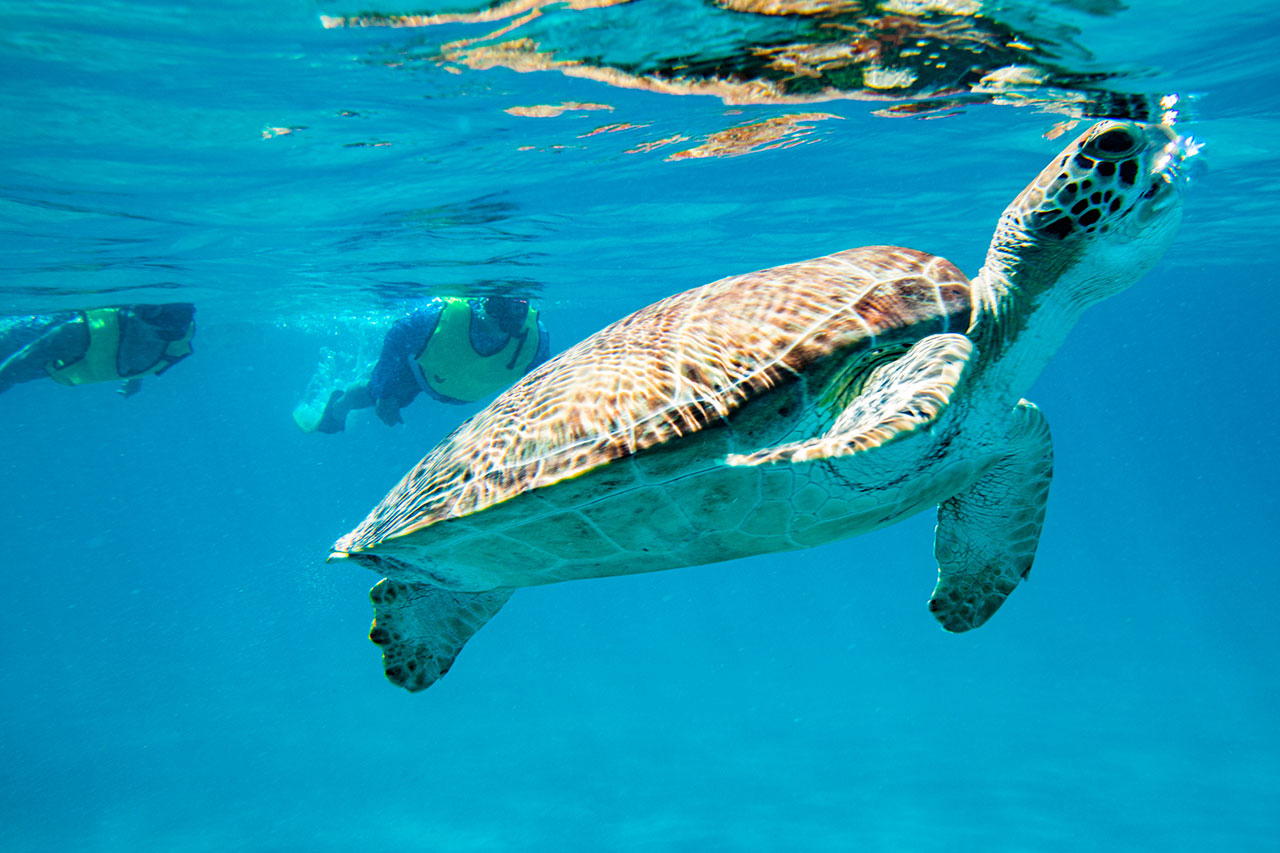 Underwater Turtle Ocean Safari