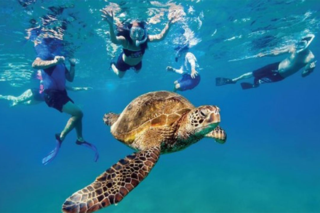 Snorkeling Tours St Thomas, St John & Red Hook