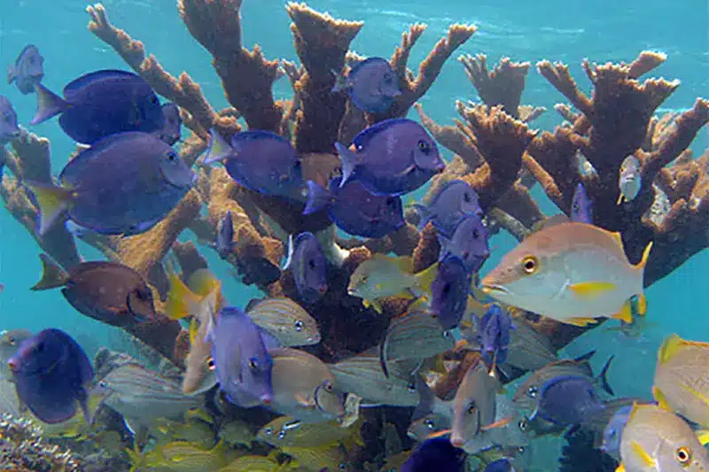 FOP Coral