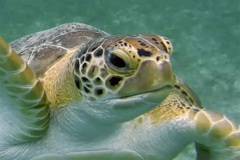 FOP Turtle
