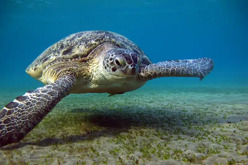OS Sea Turtle 800