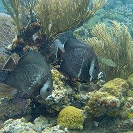 St John Snorkeling gray angel fish
