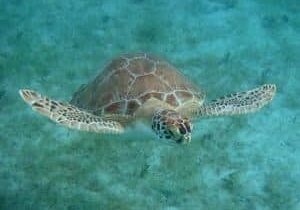 St John Snorkeling green turtle swimming