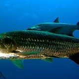 Snorkel Adventure St John tarpon fish